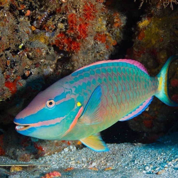 Fancy Parrot Fish