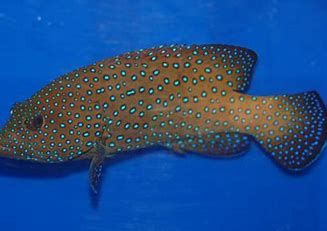 Blue spot grouper