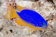 Fiji Devil Damsel