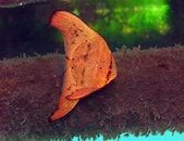 Orbiculate Batfish