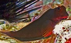 Red Lip Blenny