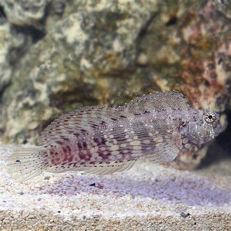Sailfin Blenny