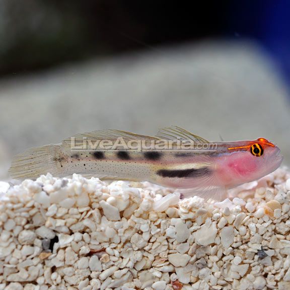 Red Cap Goby