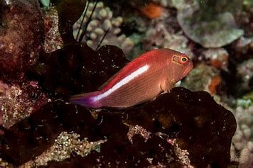 Ark Eye Hawk Fish