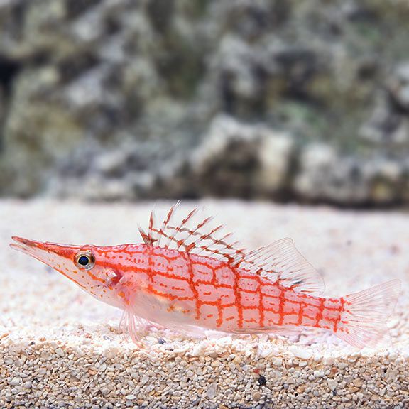 Longnose Hawk Fish