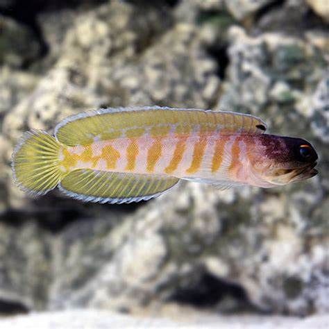 Tiger Jaw Fish