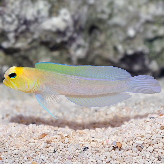 Pearly Jaw Fish