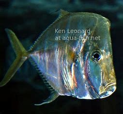 Look Down Fish