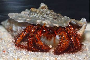 Red Hairy Hermit Crab