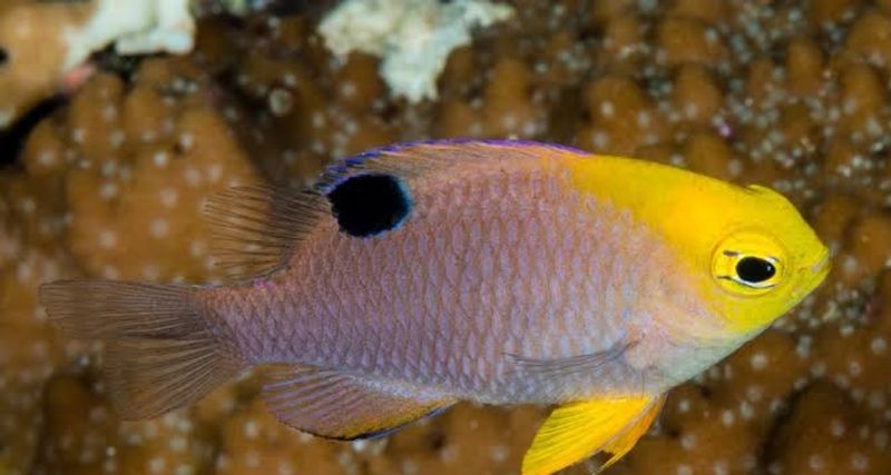 Tailbolt Damsel