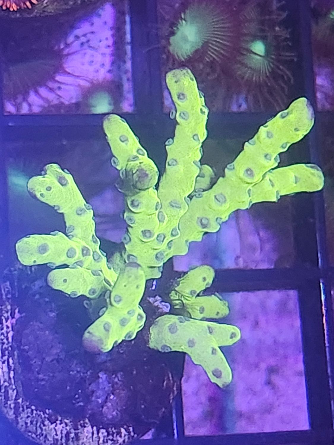 D5