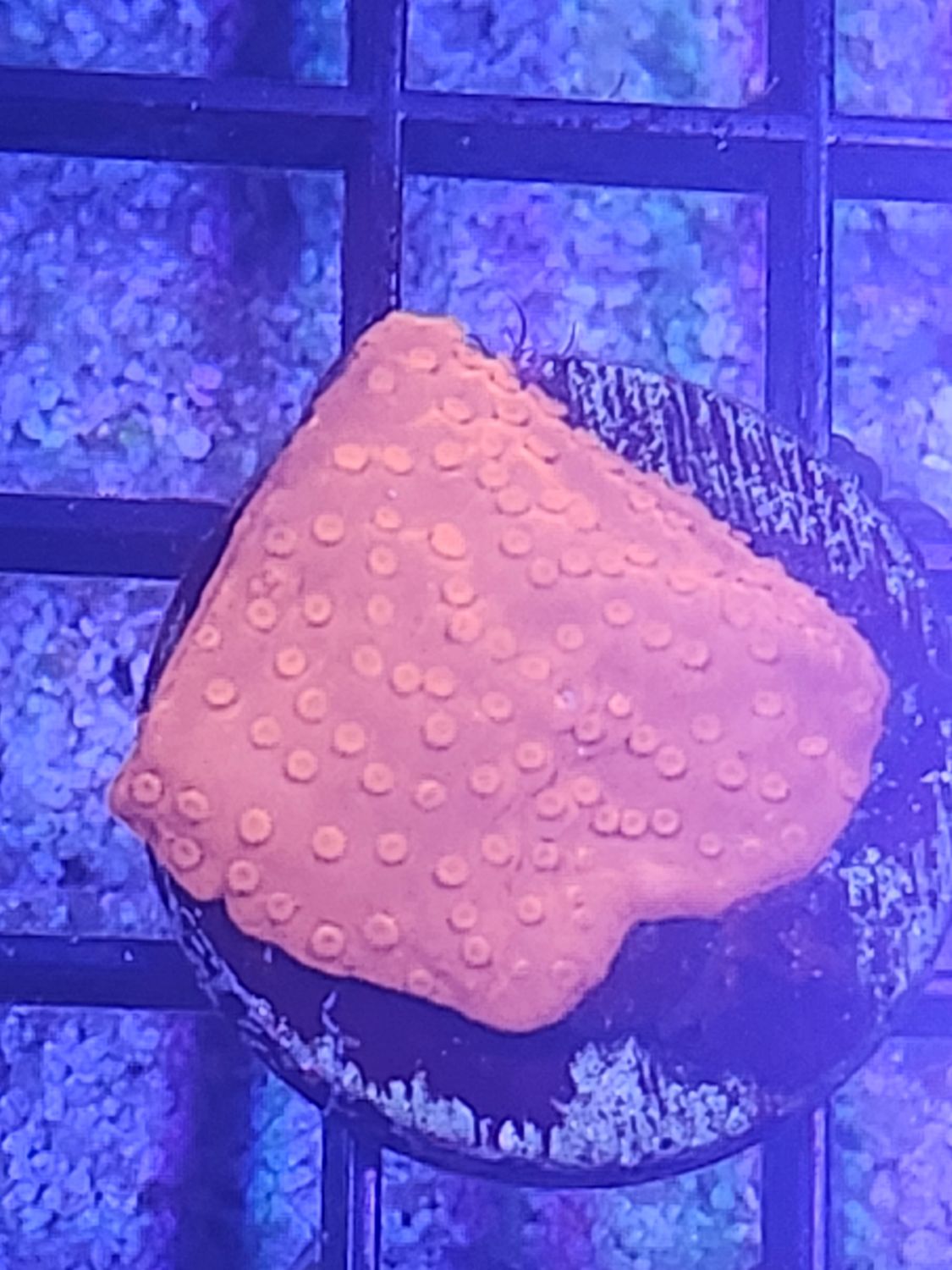 G3