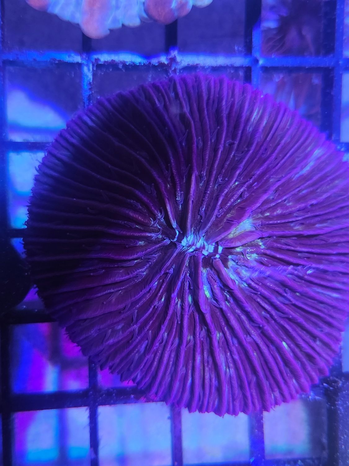 N4 Plate Coral