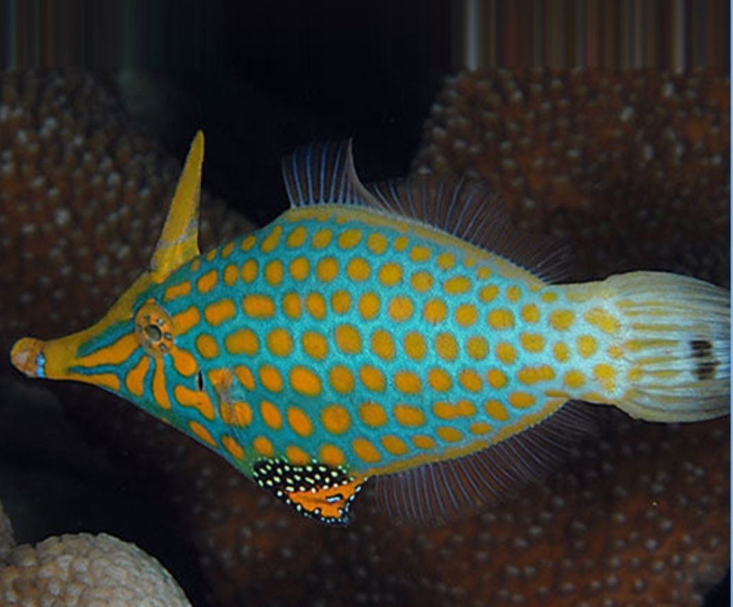 Orange spotted filefish