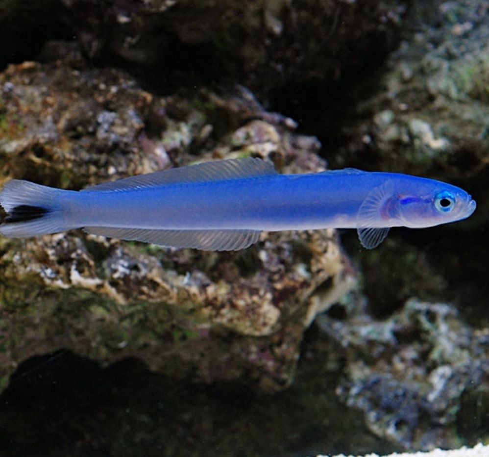 Dudgeon goby