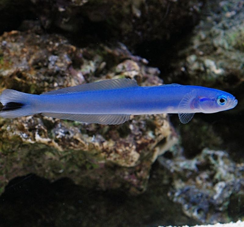 Dudgeon goby