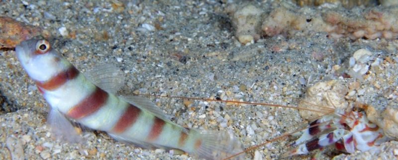 Steinitz goby