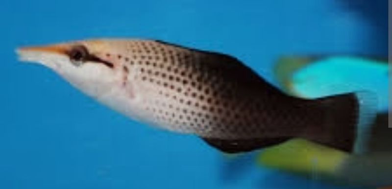 Brown bird wrasse sm