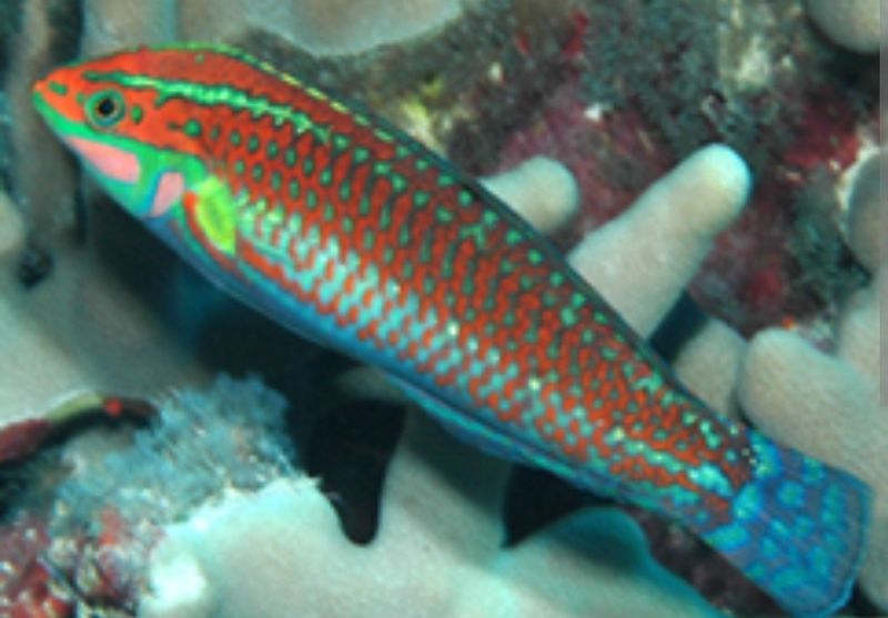 Christmas wrasse