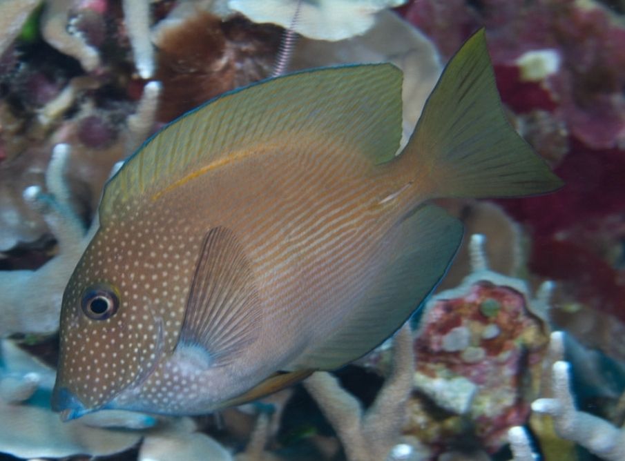 Bristle tooth tang