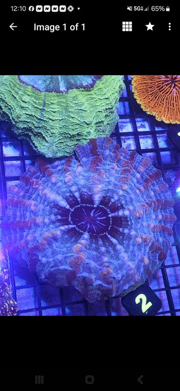 Meat Coral
