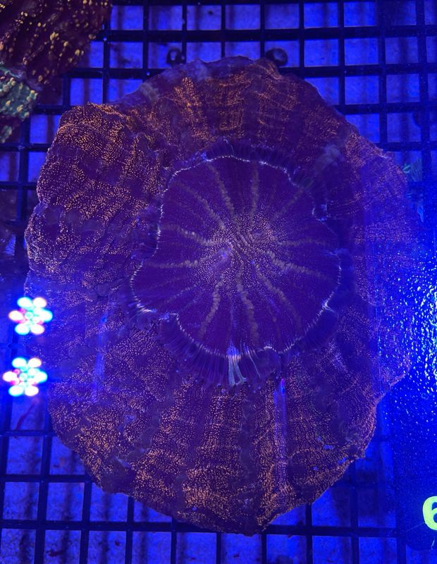 Meat Coral