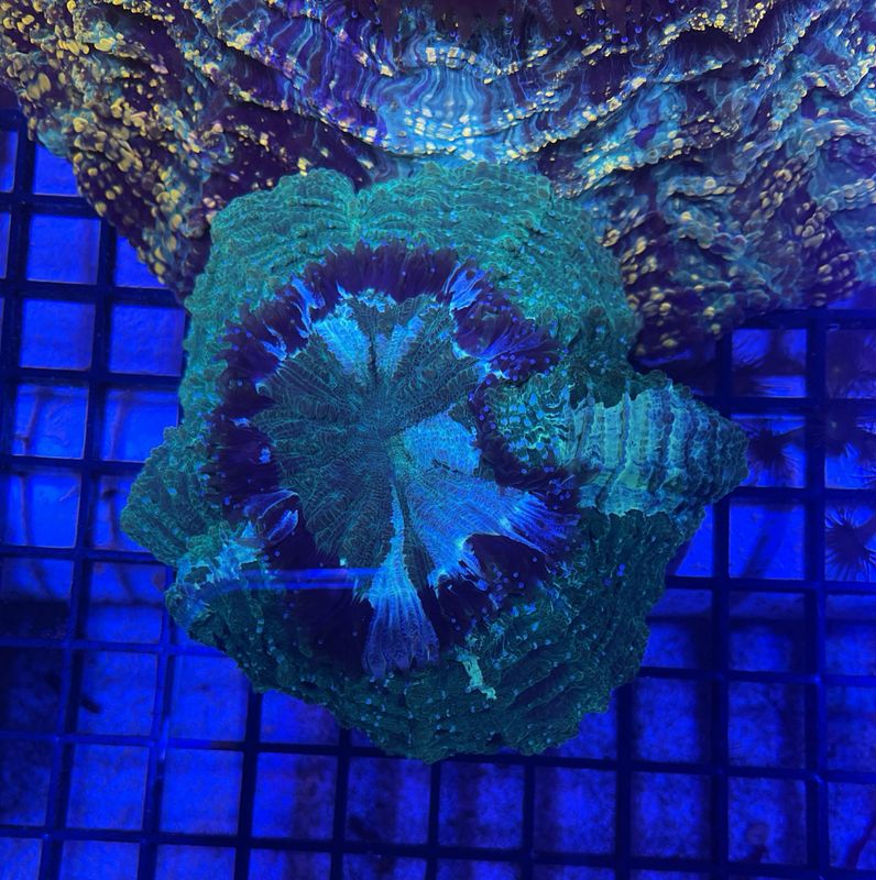 Meat Coral
