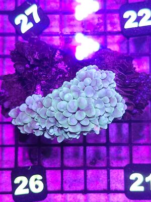 N21 Bubble Coral