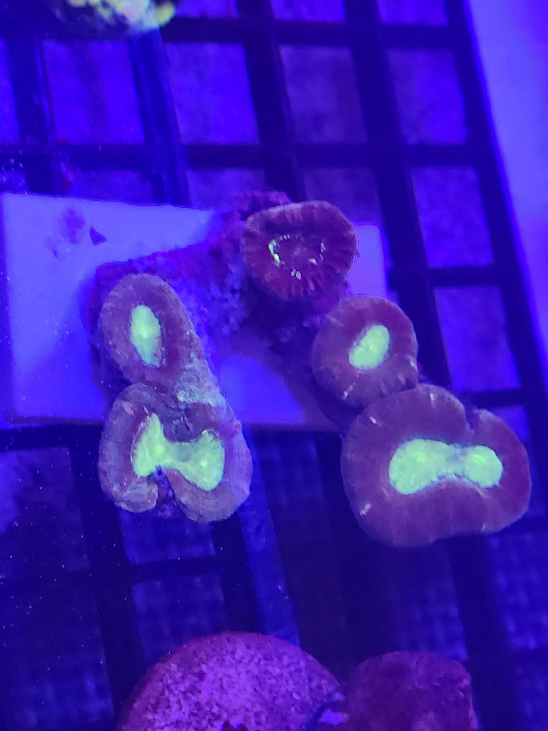 F2