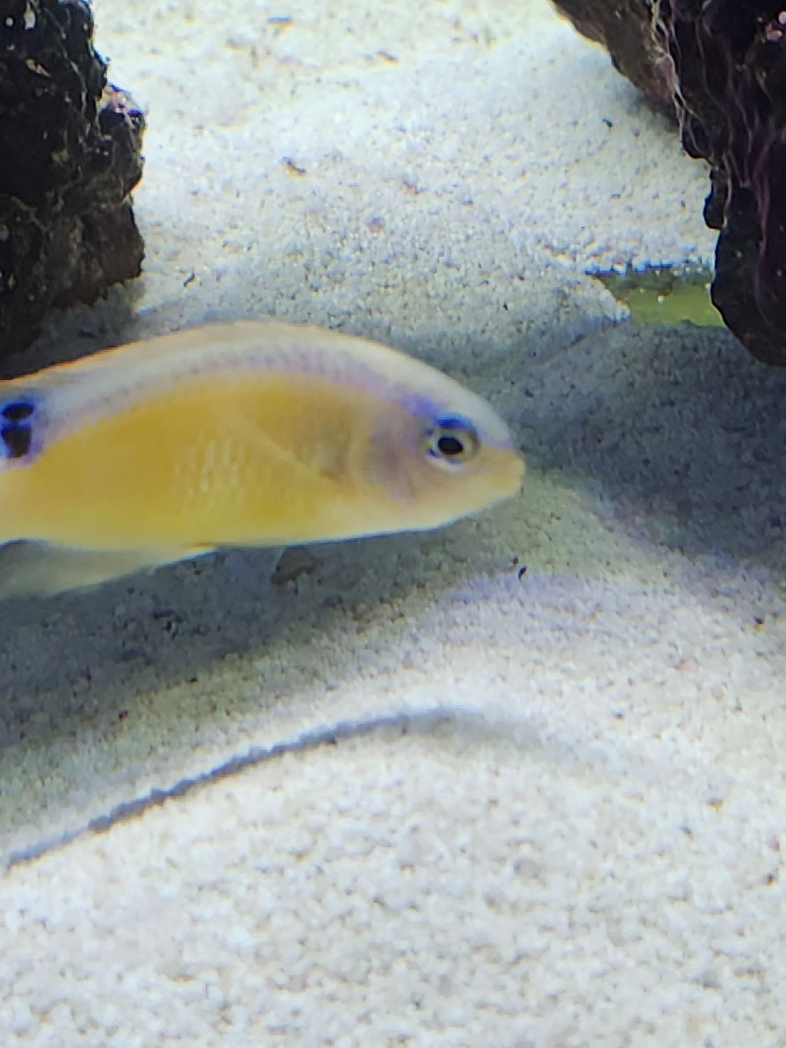 Rock Damsel