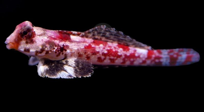 Red Scooter blenny