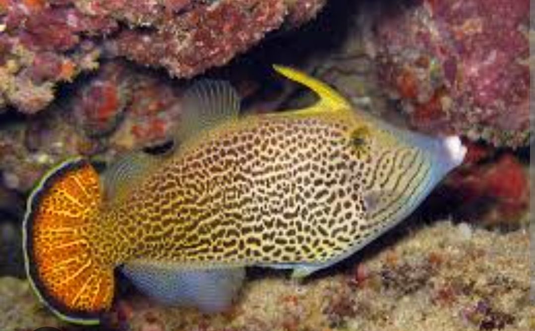 Fan tail file fish