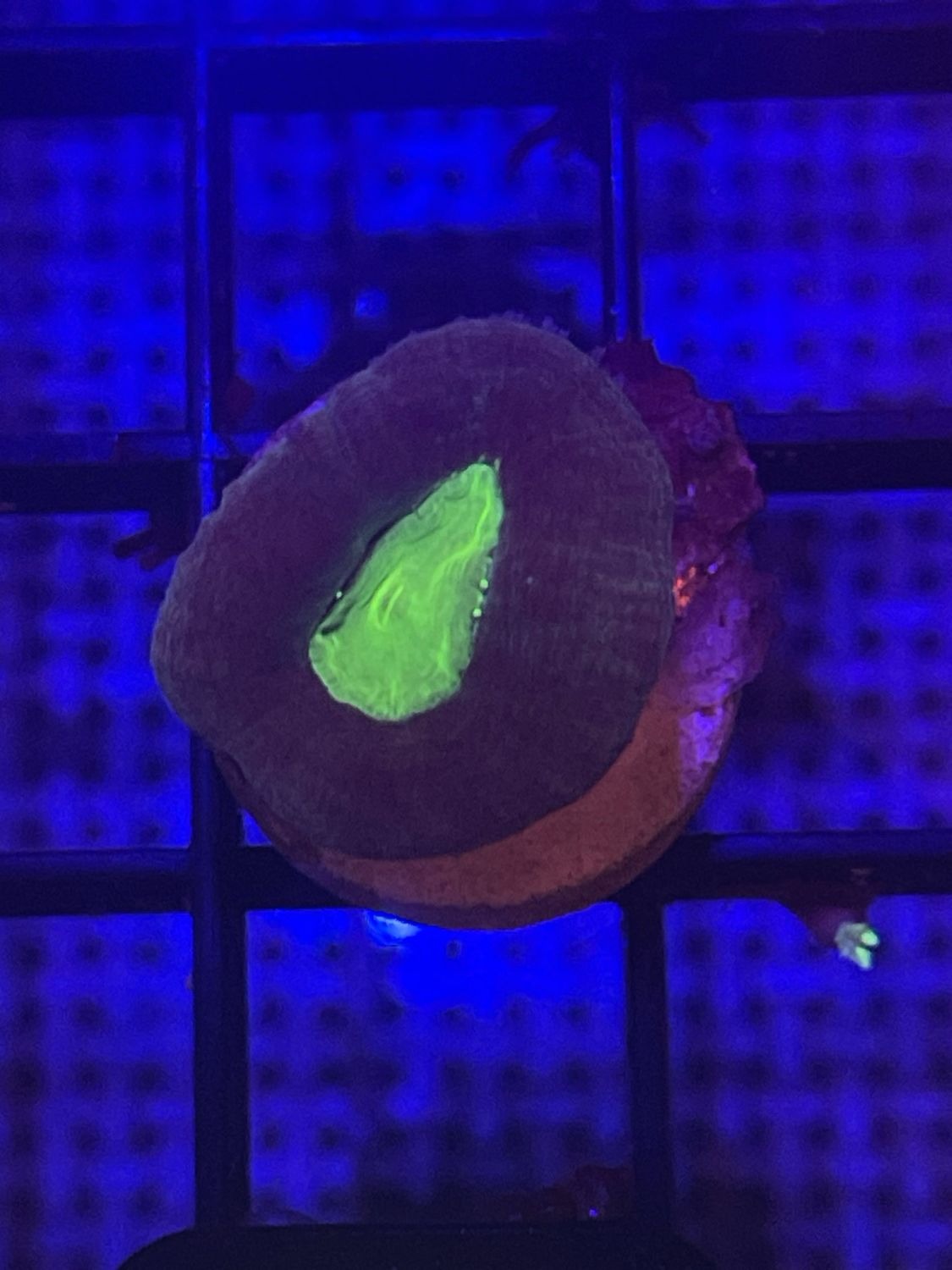 E1