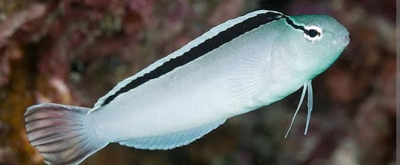 Smiths Blenny