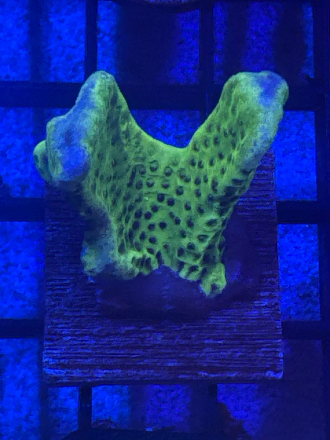 K1