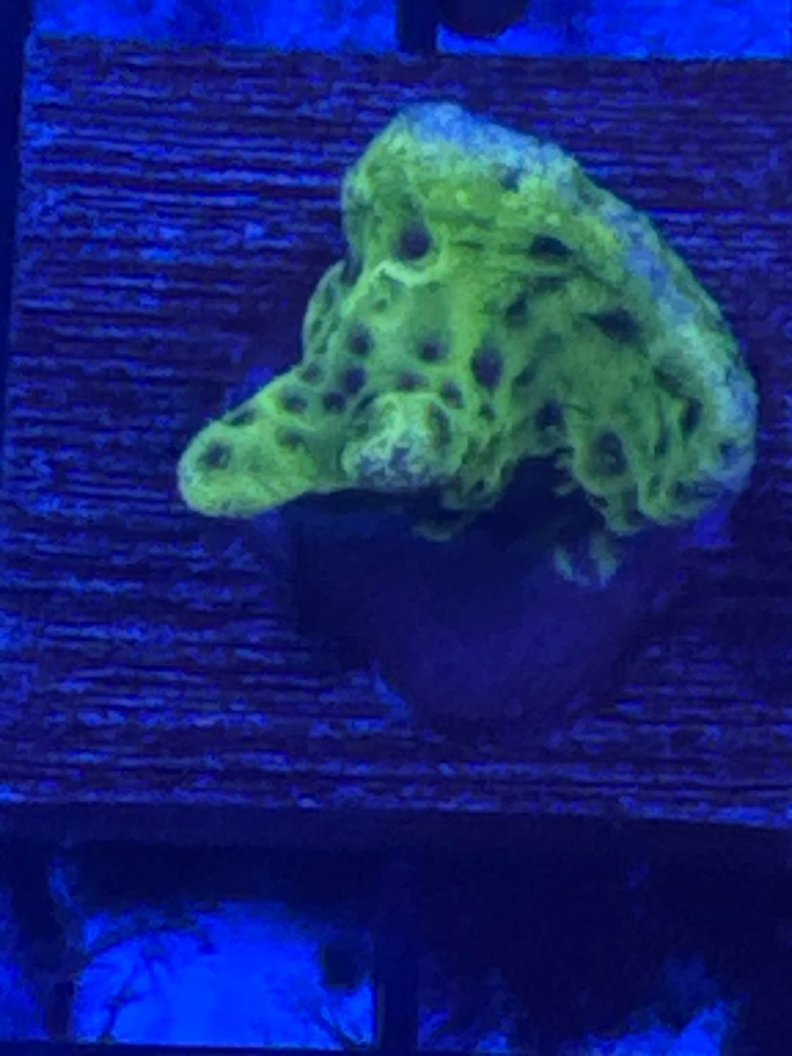 L6