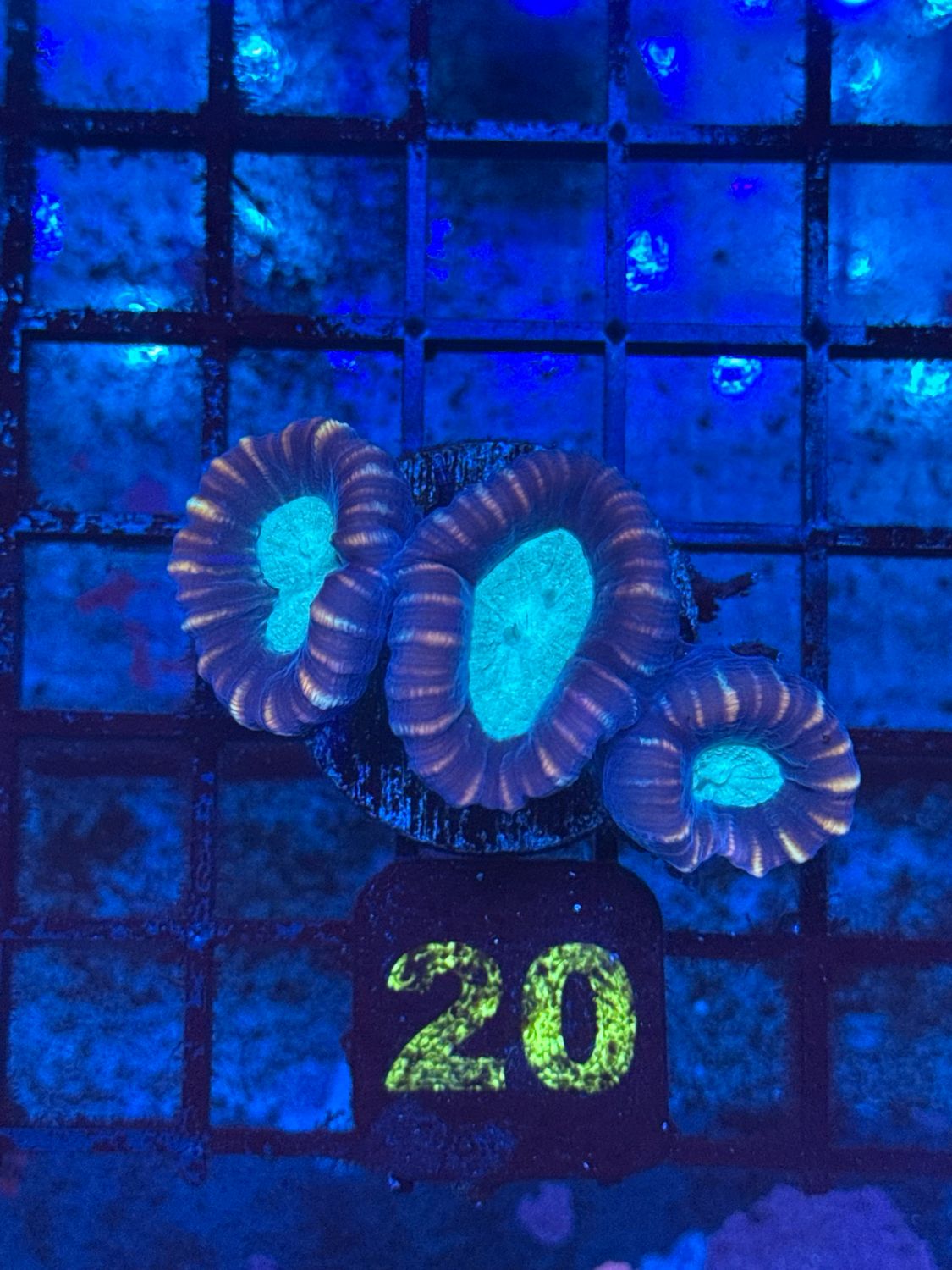 O20