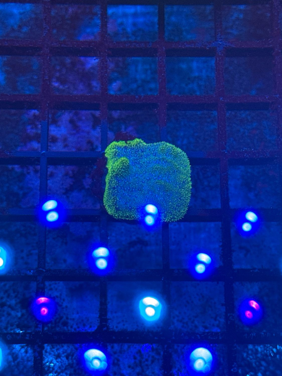 Q20