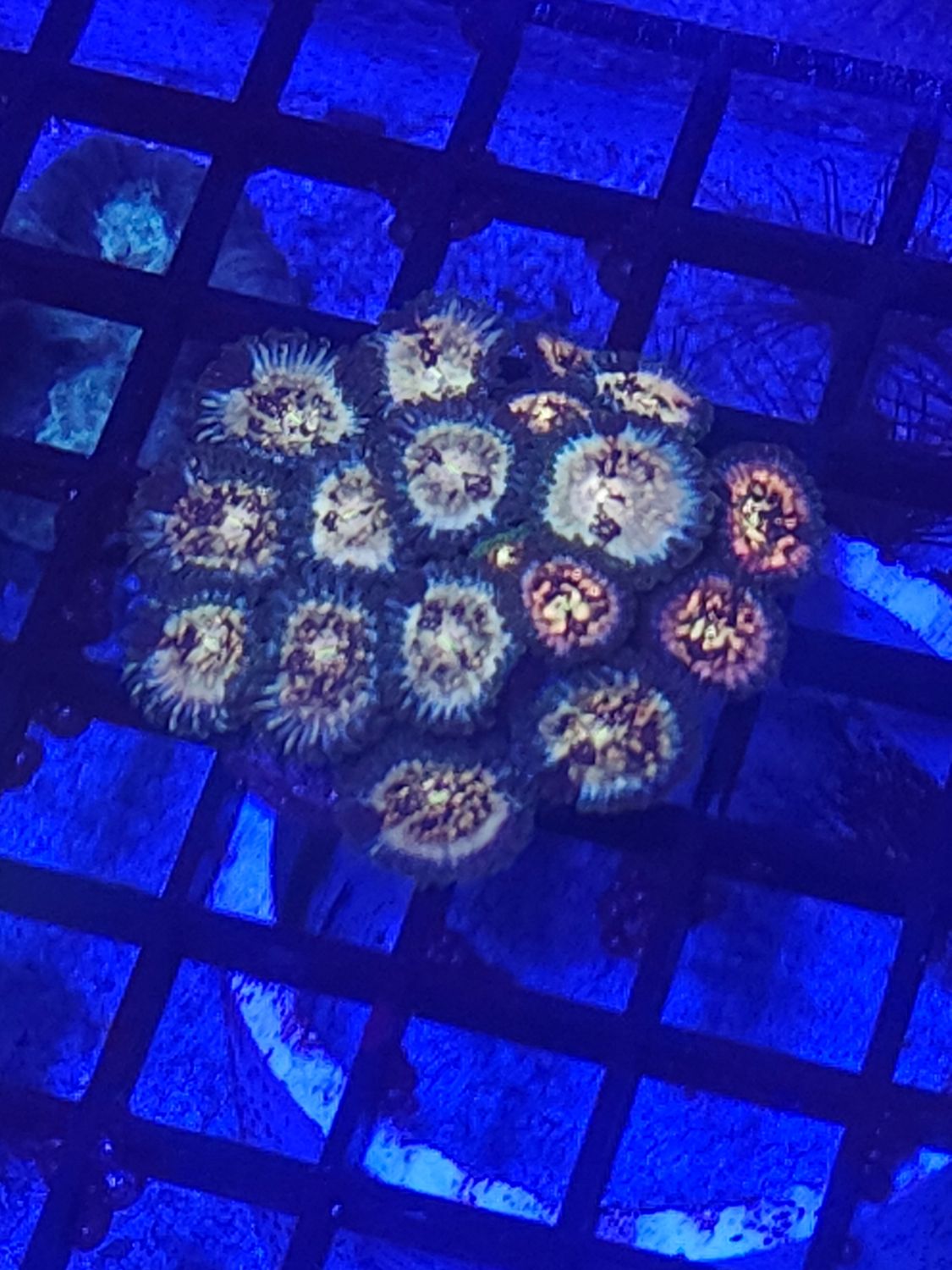 N5 Zoa