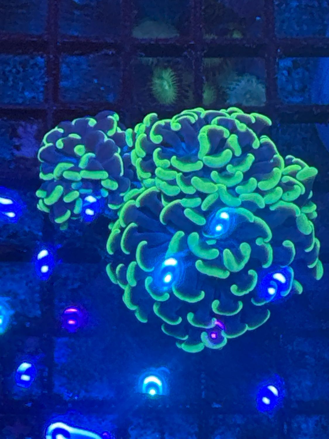 Q7