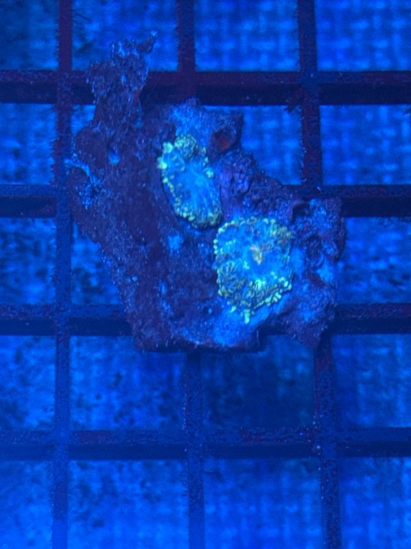 R23