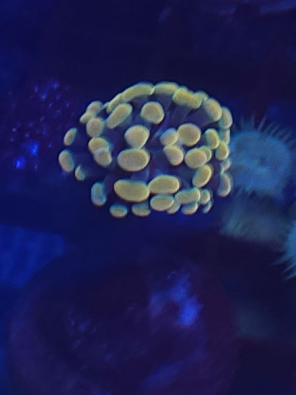 S2