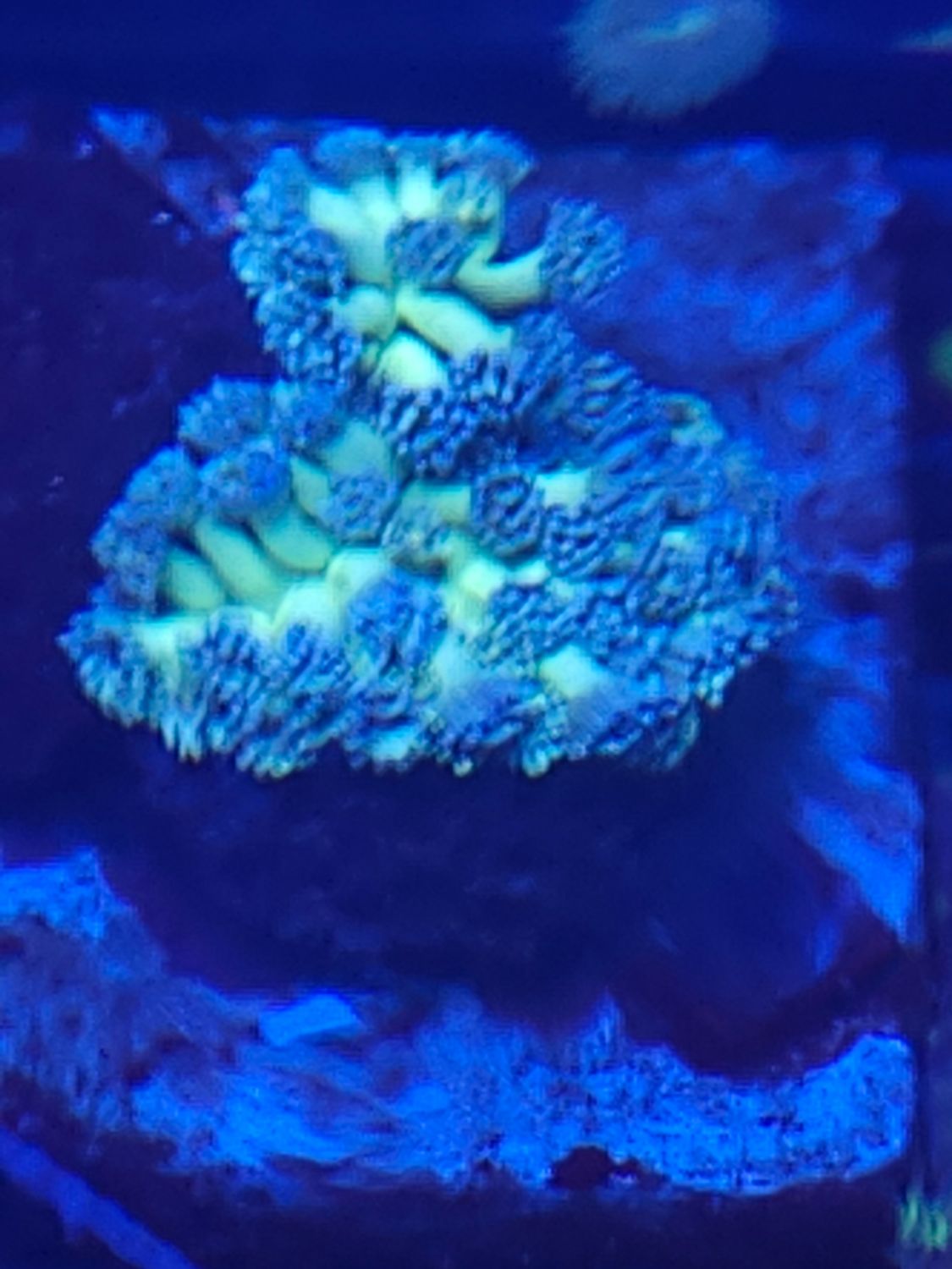 T22