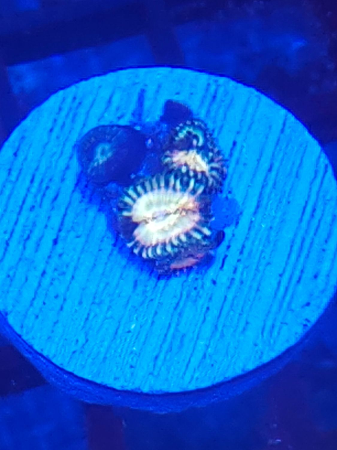 T15