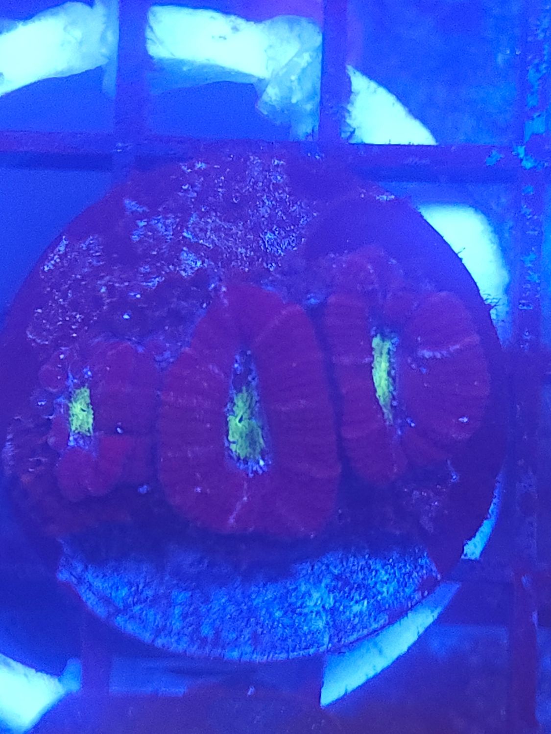 O17