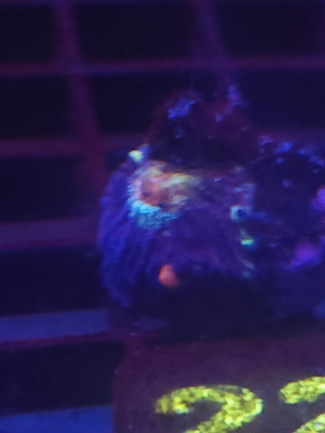 O22