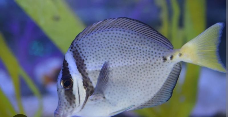 Saw tail tang