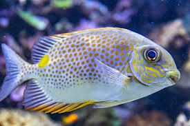 Orange Spot Rabbit Fish xxl
