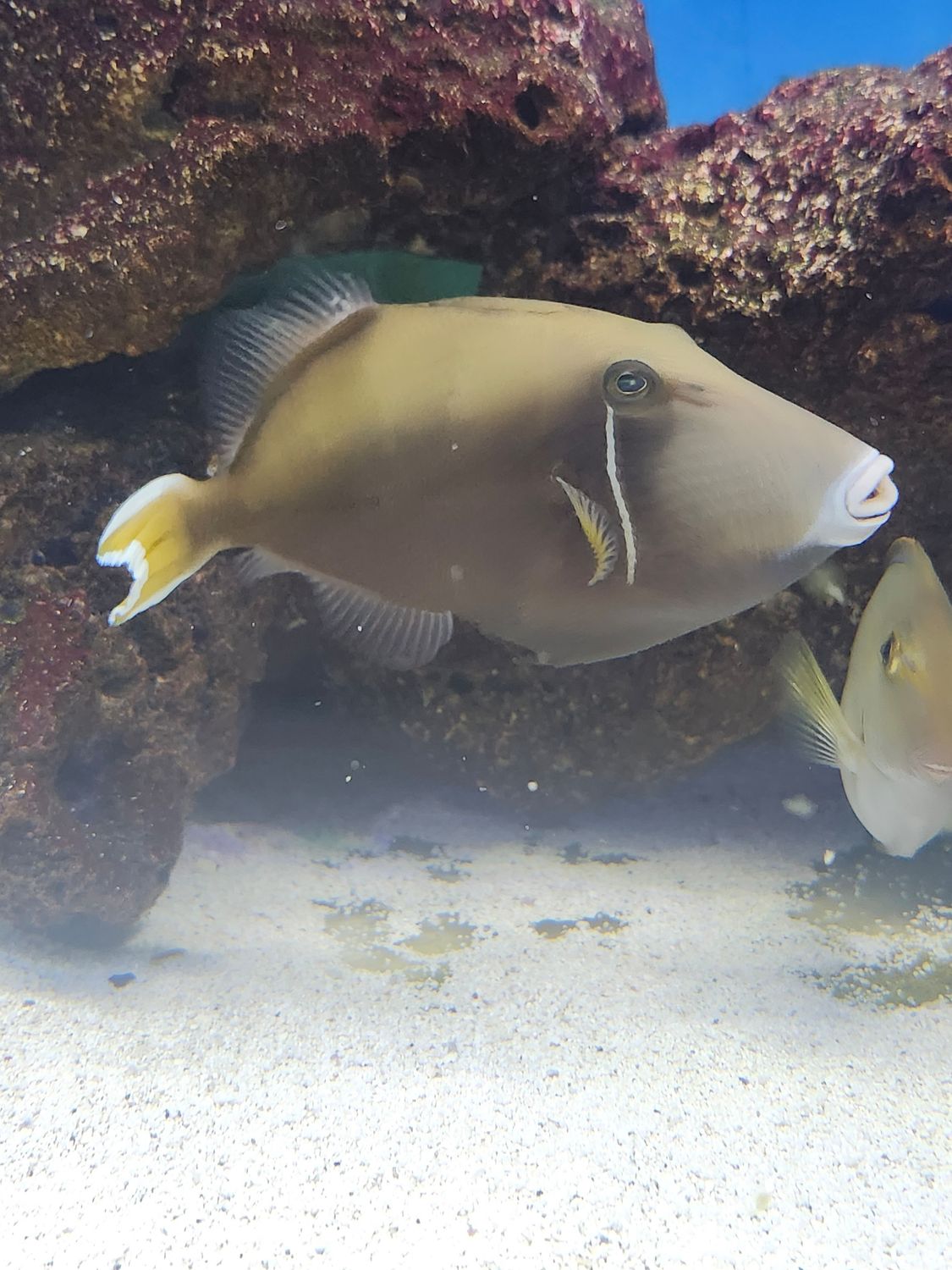 BLUE BELLY TRIGGER