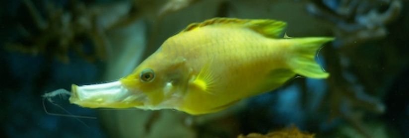 Sling jaw Wrasse yellow phase LG